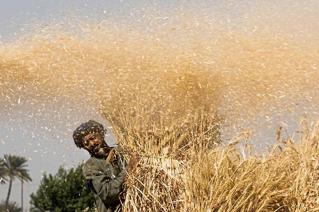 17일(현지시간) 한 이집트 농부가 밀을 수확하고 있다. 이집트 정부는 밀 비축량을 늘리기 위해  600만t의 현지산 밀을 구매하는 것을 목표로 하고 있다. AFP연합뉴스