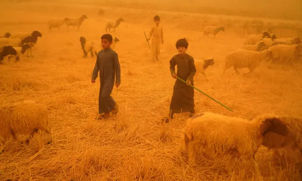 모래폭풍에 뒤덮인 이라크 남부 도시 나자프에서 양치기 소년들이 양떼를 몰고 있다. 나자프|AFP연합뉴스