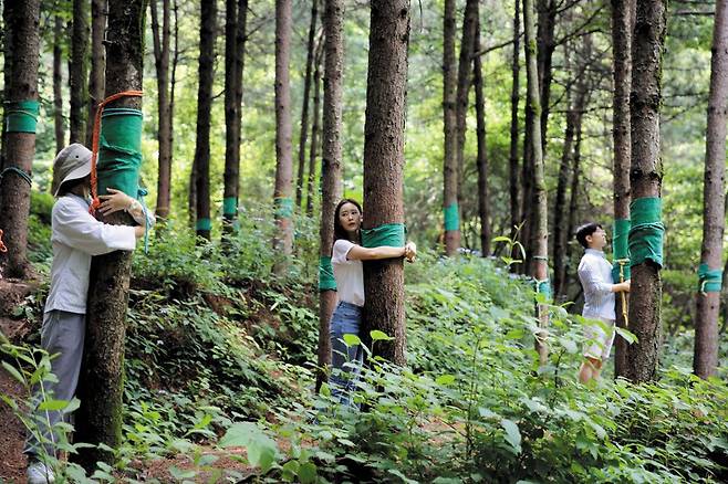 경북 영주 국립산림치유원은 웰니스 관광지 이용자 만족도가 높게 평가되는 곳이다. 사진은 숲 속 산림을 활용한 신체활동을 통해 편안한 휴식을 도모하는 프로그램. / 경북도 제공