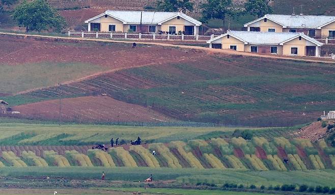26일 오전 오두산전망대에서 바라본 북한 개풍군 관산반도 마을에서 주민들이 밭작물을 수확하고 있다. 뒤에 보이는 비교적 새로 단장한 집 마당에는 빨래가 줄지어 걸려있다. 강정현 기자