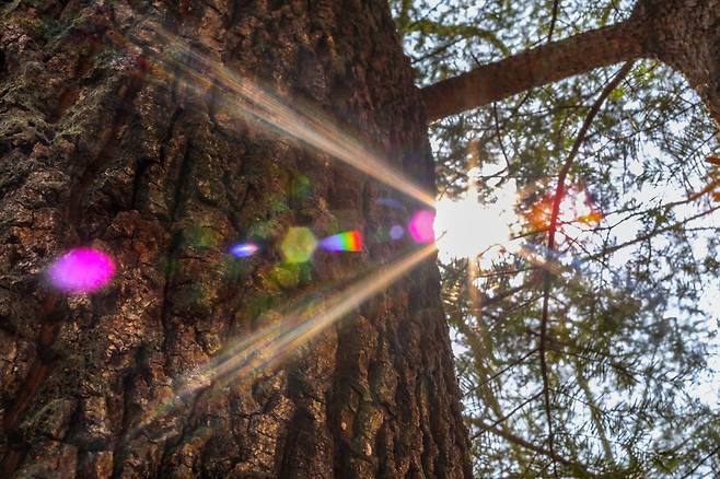 굵은 참나무 줄기 옆으로 아침 햇살이 비치고 있다. [사진/진성철 기자]