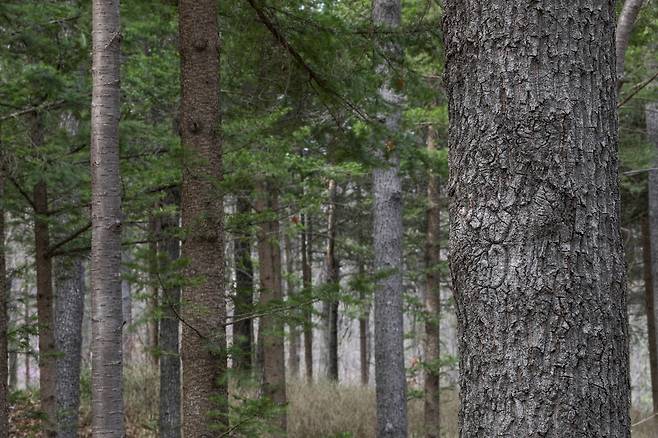 참나무, 전나무, 잣나무가 함께 자라는 '소호 참나무숲' [사진/진성철 기자]