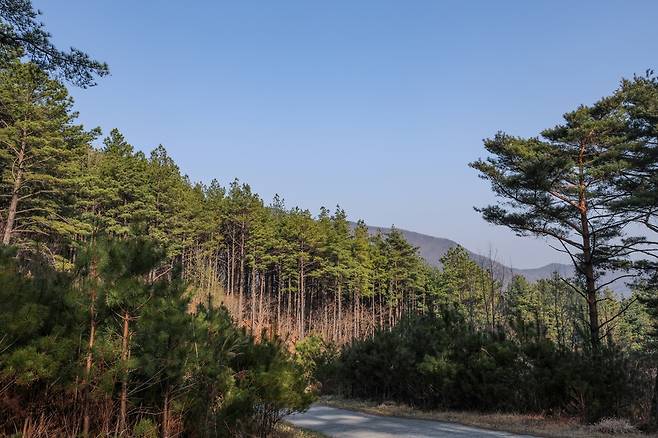 소호 숲 명상 프로그램에서 만나는 리기테다소나무 숲 [사진/진성철 기자]