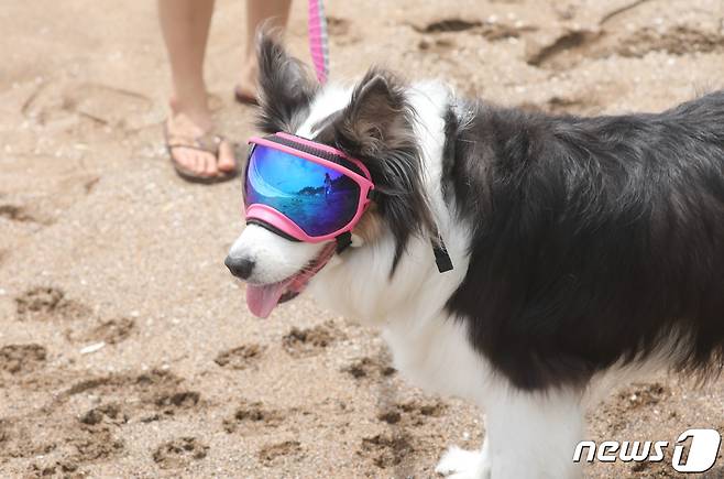 12일 오후 서귀포시 중문색달해변에서 선글라스를 낀 강아지가 산책하고 있다. 2020.8.12/뉴스1 © News1 오현지 기자