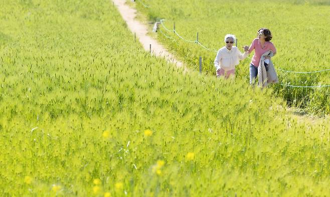 청보리밭도 어머니에겐 낯선 풍경입니다. 이 낯선 풍경 안에서 어머니는 일생 당신 속에 들었던 노래를 꺼내 불렀습니다. ″알뜰한 당신은 무슨 까닭에 모른 체 하십니까요~~~″