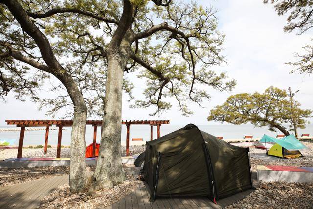 몽돌해변 데크길 나무 아래는 텐트를 칠 수 있는 야영장이다. ⓒ박준규