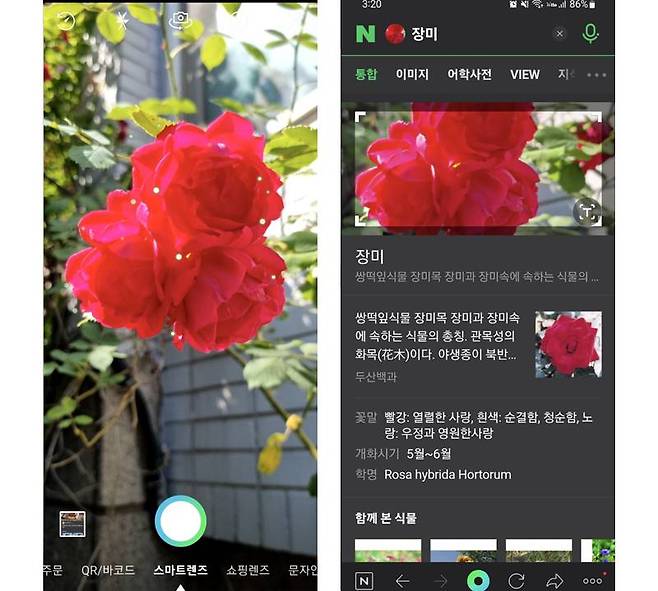 장미를 검색한 결과다. 정확하게 분석되면 바로 검색창이 나오고, 그렇지 않다면 앞서 지갑처럼 유사한 이미지를 토대로 찾아야 한다. 출처=IT동아