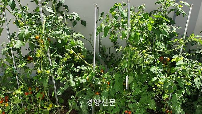 청소년자립학교의 공동 주거 시설 ‘블루하우스’ 앞마당에 만든 텃밭.