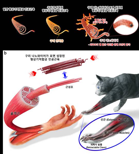 KAIST는 형상기억합금 표면에 뾰족한 구리 나노와이어를 균일하게 성장시켜 냉각을 가속화해 기존보다 2배 이상 빠른 구동 속도를 나타내는 '형상기억합금 인공근육'을 개발했다.       연구재단 제공