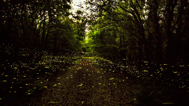 청수리 홈페이지.