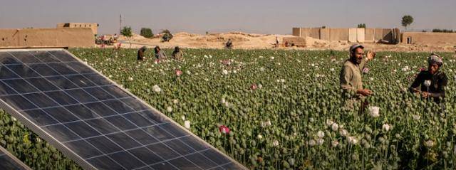아프가니스탄의 한 양귀비 경작지에 태양광 양수기가 설치된 가운데 현지 농민들이 양귀비를 재배하고 있는 모습. 뉴욕타임스 홈페이지 캡처