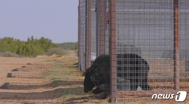 동물자유연대(KAWA)와 미국의 동물보호단체 야생동물보호생츄어리(TAWS)의 협업으로 국내 사육장에 갇혀 있다 구조된 곰이 자유의 땅을 향해 첫 발을 내딛고 있다. /사진=뉴스1