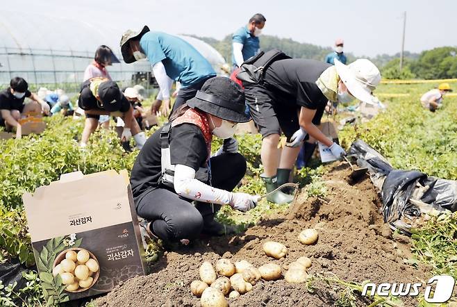 지난해 열린 괴산 감물 감자축제 감자 캐기 체험.(괴산군 제공)© 뉴스1