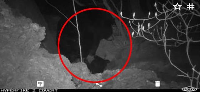 무인센서카메라에 포착된 첫 4세대 지리산 반달가슴곰. /환경부
