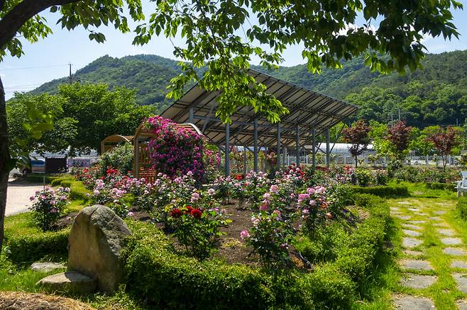 오는 4일 정원축제가 열리는 충북 영동 노근리평화공원의 모습. 영동군 제공.