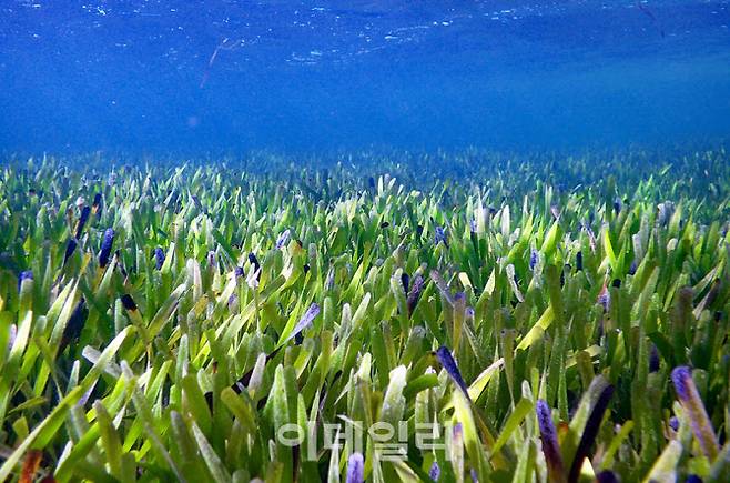 호주에서 발견된 ‘포시도니아 오스트랄리스’ 종 해초가 면적이 200㎢에 달하는 세계 최대 식물로 확인됐다. (사진=영국 왕립학회 홈페이지)