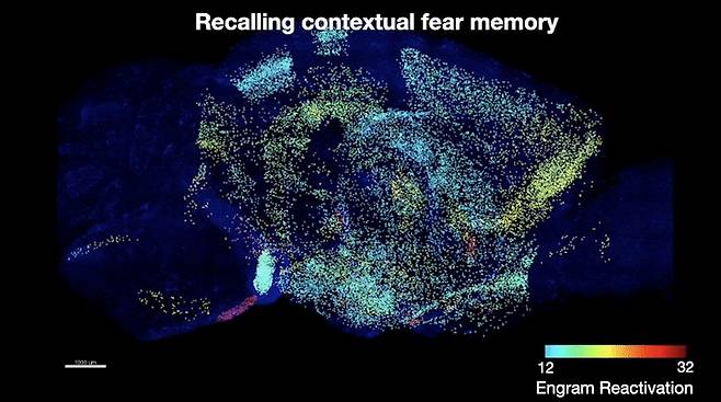공포 기억저장 세포의 뇌 지도. 빨간색일수록기억을 저장하고 있을 확률이 높은 세포들이다.(KAIST 제공) © 뉴스1