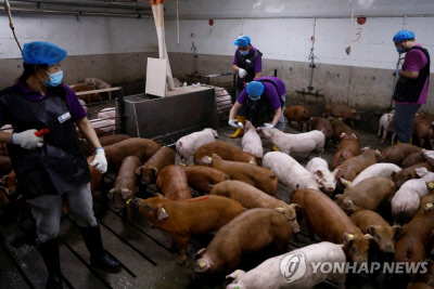 중국의 한 돼지 농장. 로이터연합뉴스