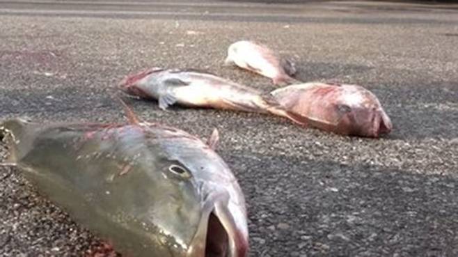 경남어류양식협회는 2020년 11월 27일 집회에서 정부의 일본산 활어 수입에 반대하며 일본산 방어, 참돔을 바닥에 던지는 퍼포먼스를 진행했다. (사진=유튜브 미래수산TV 캡처)