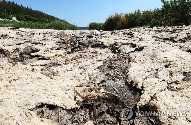 봄 가뭄 '비는 언제 오려나' (세종=연합뉴스) 김주형 기자 = 계속되고 있는 봄가뭄으로  2일 세종시 소정면의 한 하천이 바짝 말라 있다. 2022.6.2 kjhpress@yna.co.kr