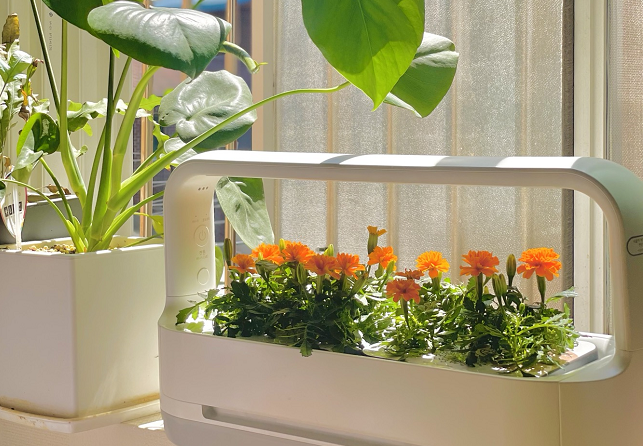 LG 틔운 미니로 키운 메리골드. /사진=백유진 기자 byj@