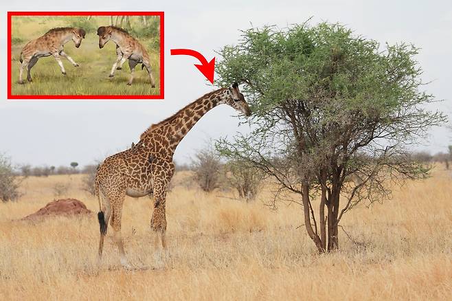 약 1700만년 전 마이오세(중신세) 초기 중국 지역에 서식했던 기린과(科)의 조상격 동물 ‘디스코케릭스 셰즈’ 상상도(왼쪽)
