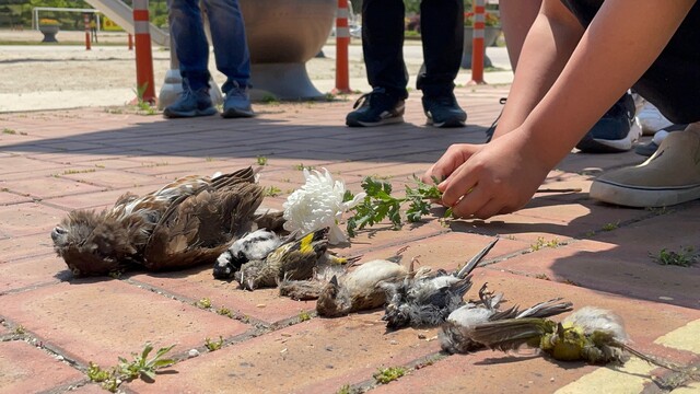 노안 남초등학교 학생들은 5월2일과 16일 방음벽에 충돌해 사망한 새들의 사체를 수습하고 추모했다. 성난 비건 제공