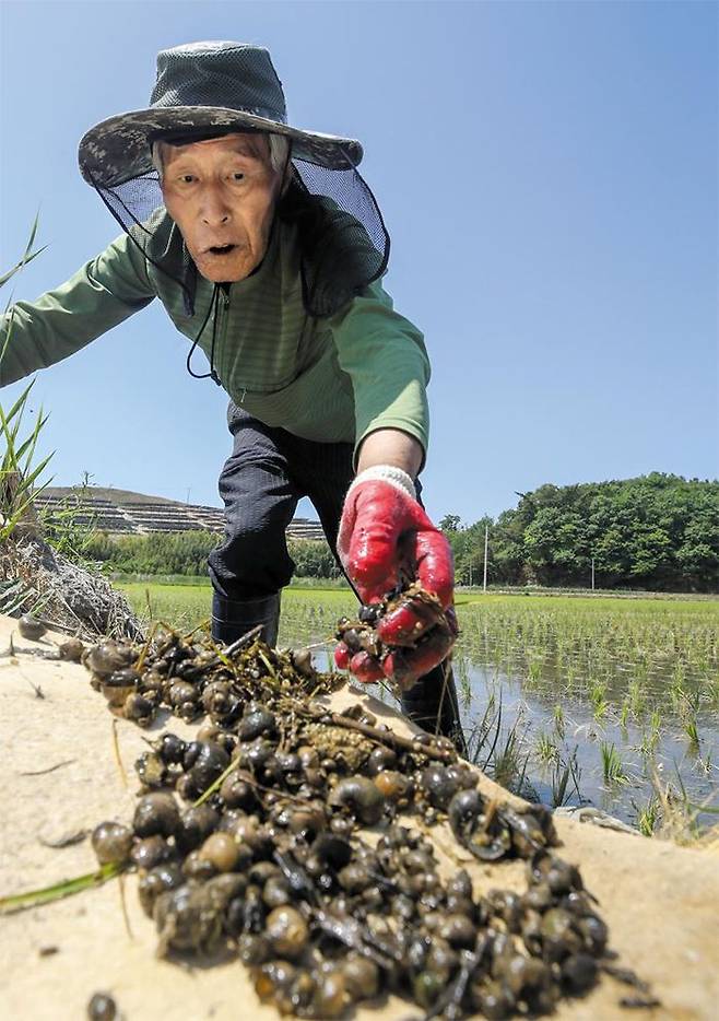 지난 2일 전남 고흥군 포두면에서 벼농사를 짓는 송공섭(75)씨가 논에서 우렁이를 걷어내 볕에 말려 죽이고 있다. /김영근 기자
