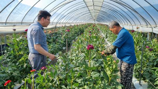 청양군 청남면 김정수씨가 화훼분야 40년 경력의 전문가답게 시번사업인 다알리아를 아름답게 재배해 수확의 기쁨을 더하고 있다.사진=청양군 제공