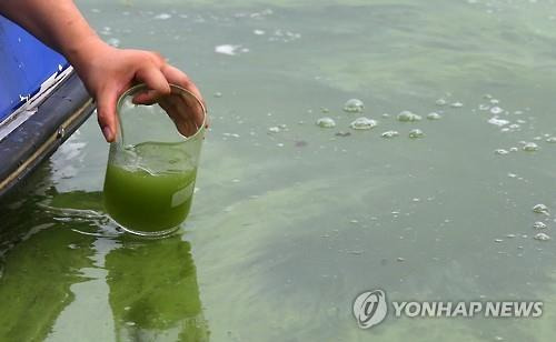 녹조가 발생한 강물.[연합뉴스 자료 사진]