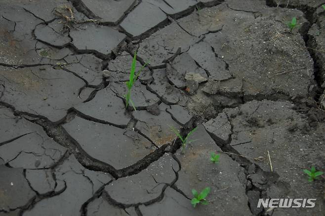 [청주=뉴시스] 14일 오후 충북 청주시 상당구 현도면의 한 논에 비가 내렸지만 가뭄의 흔적은 좀처럼 지워지지 않고 있다. 이 논은 가뭄 영향으로 아직까지 모내기를 하지 못하고 있다.2022.06.15 hugahn@newsis.com