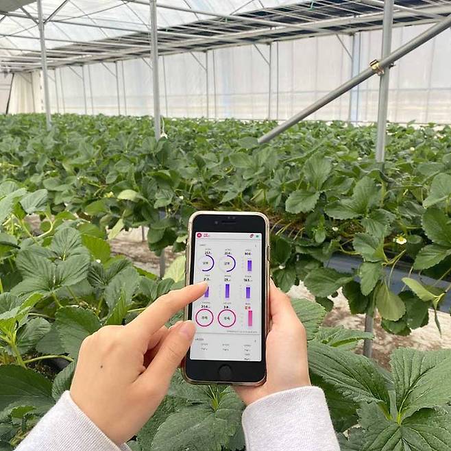 스마트폰으로 스마트팜 내부의 온습도와 수치를 점검, 조절하는 모습. 출처 = 퍼밋