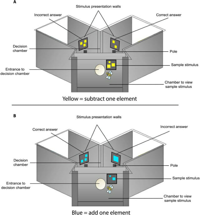 벌의 연산 능력 측정을 위한 실험 세팅 (자료=사이언스)