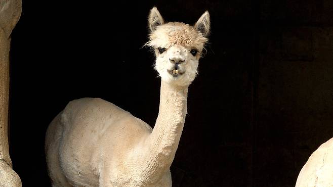 뻐드렁니가 매력적인 수컷 알파카 구름이가 카메라를 쳐다보고 있다.왕준열PD