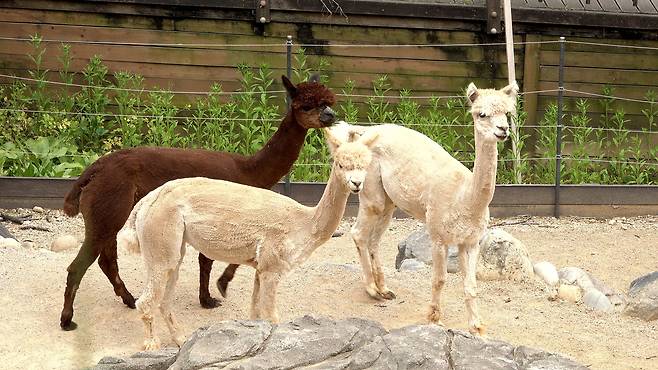 서울어린이대공원 초식사슴마을에서 살고 있는 알파카들.이세영PD