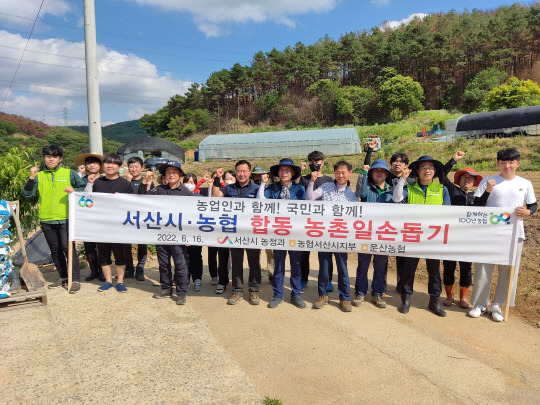 마늘 주대다듬기 일손지원. 사진=농협서산시지부 제공