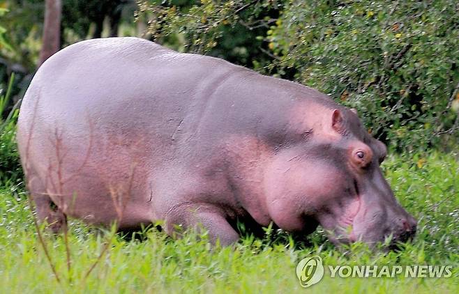 콜롬비아 마약왕이 남긴 하마 후손들  [EPA 연합뉴스 자료사진. 재판매 및 DB 금지]