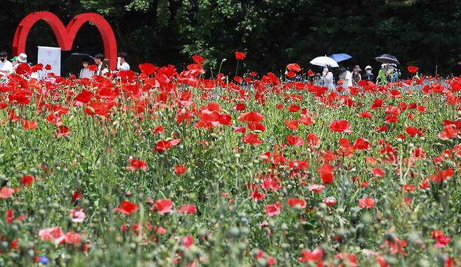 제15회 용수골 꽃양귀비 축제가 한창인 5월 29일 강원 원주시 판부면 서곡4리에 마련된 용수골 축제장을 찾은 방문객들이 꽃양귀비를 감상하고 있다. /연합뉴스