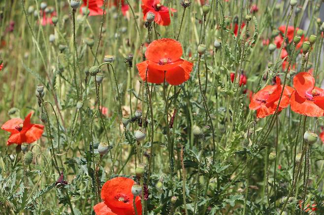 개양귀비(꽃양귀비). 줄기와 꽃봉오리 전체에 잔털이 나 있다.