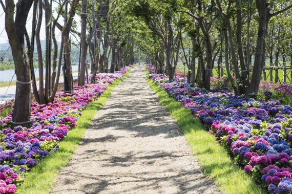 전남 신안군이 오는 24일부터 7월 3일까지 10일 간 도초도 바다위 수국정원에서 '섬 수국축제'를 개최한다.사진=신안군 제공