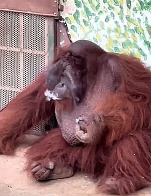 베트남 사이공 동물원에서 오랑우탄이 방문객들이 던진 담배를 주워 흡연하는 모습이 포착됐다. (사진=@vietnamenglish 트위터)