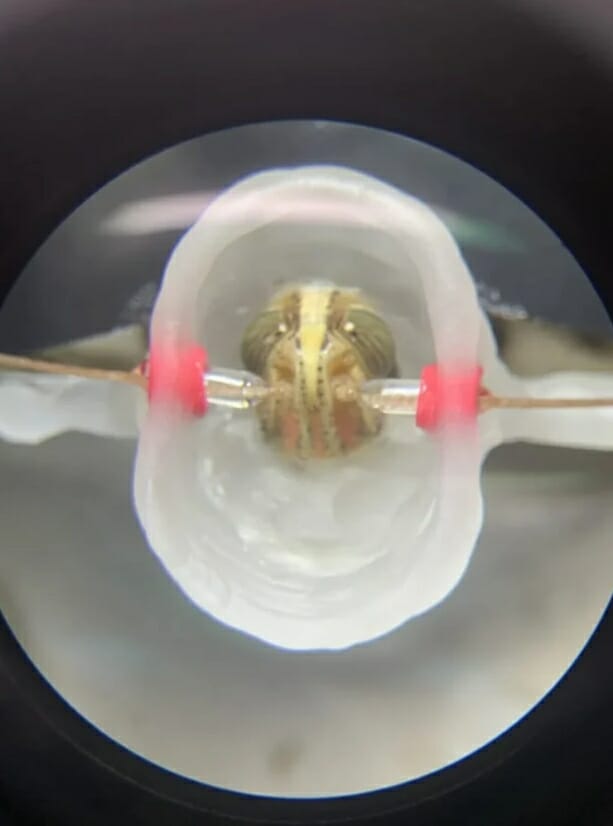 메뚜기 뇌에 전극을 이식한 모습 (사진=미시간대학)