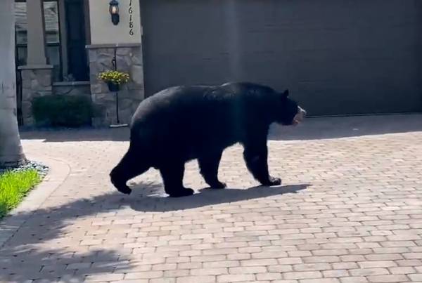 미국 플로리다주의 주택지에 야생 흑곰이 나타났다. 사진은 미국 플로리다주 주택단지에 나타난 흑곰의 모습. /사진=트위터