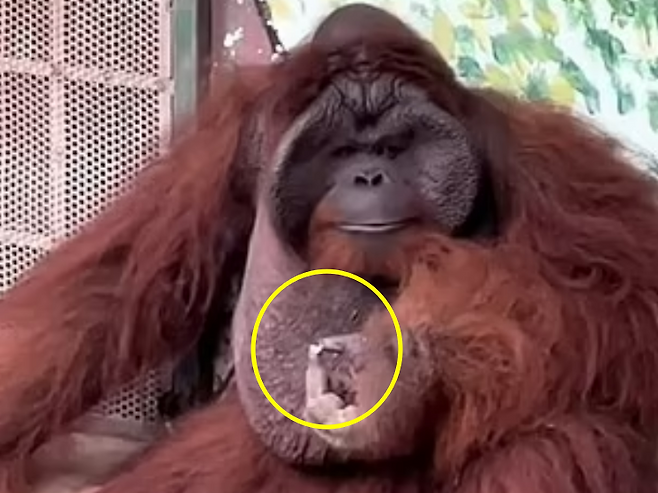 베트남 동물원의 오랑우탄이 방문객의 담배꽁초를 주워 자연스럽게 흡연하는 모습이 포착돼 충격을 안겼다