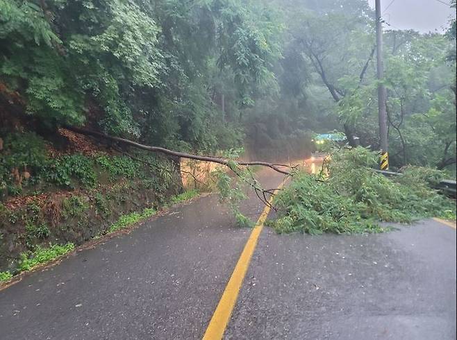 [춘천=뉴시스] 김경목 기자 = 23일 오후 강원 춘천시 신북읍 천전리 도로에 장맛비 영향으로 나무가 쓰러져 통행을 방해하고 있다. (사진=강원도소방본부 제공) 2022.06.24. photo@newsis.com *재판매 및 DB 금지