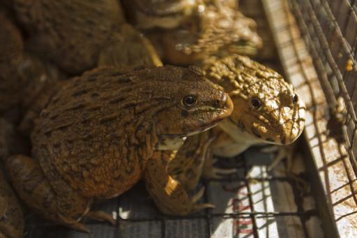말레이시아 수산시장에서 팔리는 식용개구리들. EPA 연합뉴스