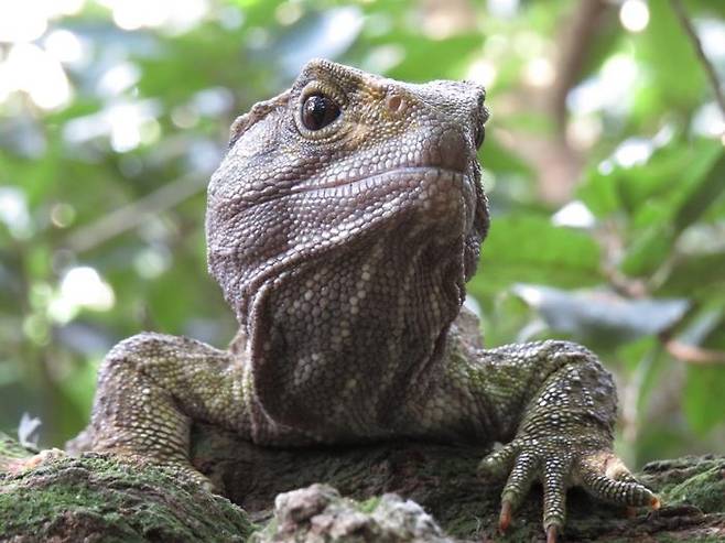거북처럼 노화 현상이 거의 발견되지 않은 큰도마뱀 [Sarah Lamar 제공/ 재판매 및 DB 금지]