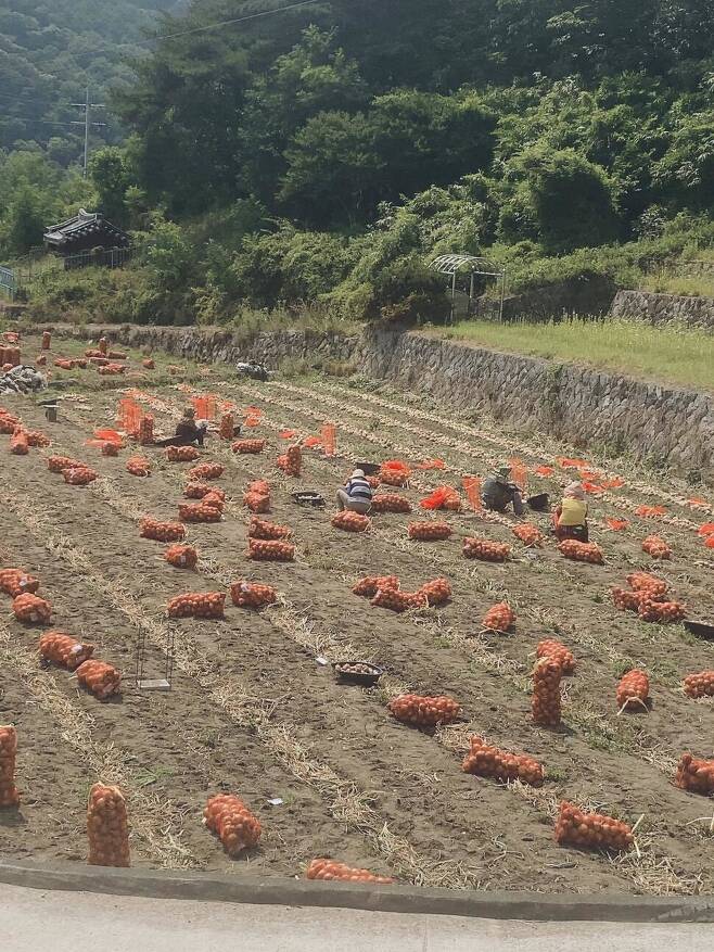 지리산 동쪽 자락 한 양파 주산지에서 이주노동자들이 양파를 망에 담고 있다. 하어영 기자