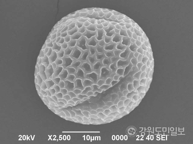 미선나무 꽃가루