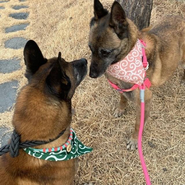 군견에서 퇴역한 벨기에 말리노이즈 ‘유이’와 ‘유천’이의 모습. 2018년 퇴역견을 입양해 돌봤던 조정아씨는 그 퇴역견의 새끼들인 ‘유이’와 ‘유천’이 지난해 퇴역 후 분양 대상에 오르자 지난 2월 육군 훈련소를 통해 입양했다. 조정아씨 제공